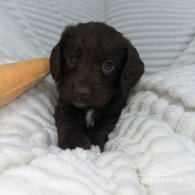 Sprocker Spaniel - Dogs