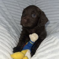 Sprocker Spaniel - Dogs