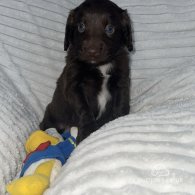 Sprocker Spaniel - Dogs