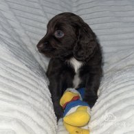 Sprocker Spaniel - Dogs