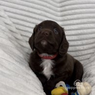 Sprocker Spaniel - Dogs