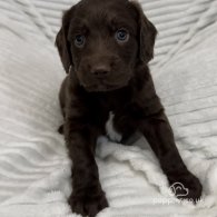 Sprocker Spaniel - Dogs