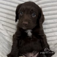 Sprocker Spaniel - Dogs