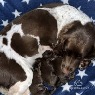 Sprocker Spaniel - Dogs