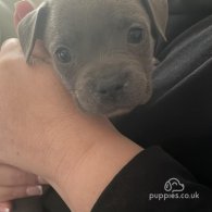 Staffordshire Bull Terrier - Bitches