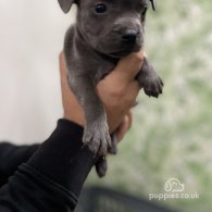 Staffordshire Bull Terrier - Bitches