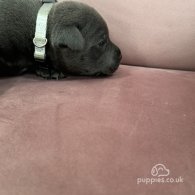 Staffordshire Bull Terrier - Both