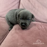 Staffordshire Bull Terrier - Both