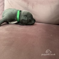 Staffordshire Bull Terrier - Both