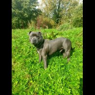 Staffordshire Bull Terrier