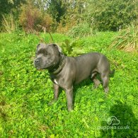 Staffordshire Bull Terrier