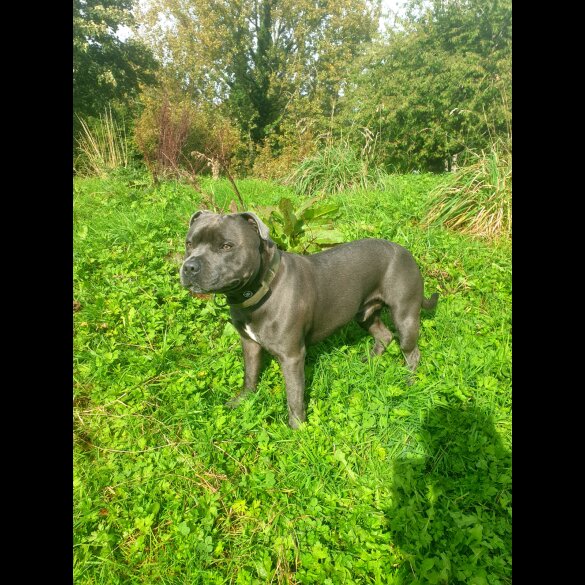 Staffordshire Bull Terrier