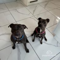 Staffordshire Bull Terrier - Both