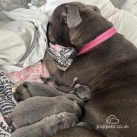 Staffordshire Bull Terrier - Both