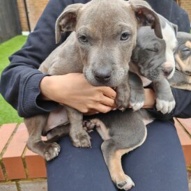 Staffordshire Bull Terrier - Both