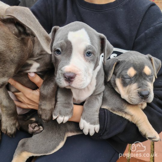 Staffordshire Bull Terrier puppies for Sale in the UK Puppies