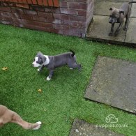 Staffordshire Bull Terrier - Both