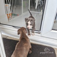 Staffordshire Bull Terrier - Both