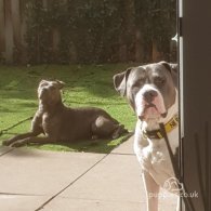 Staffordshire Bull Terrier - Both