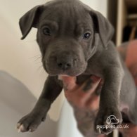 Staffordshire Bull Terrier - Bitches