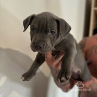 Staffordshire Bull Terrier - Bitches