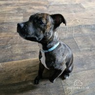 Staffordshire Bull Terrier - Dogs