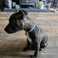 Staffordshire Bull Terrier - Dogs