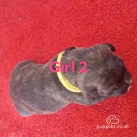 Staffordshire Bull Terrier - Both