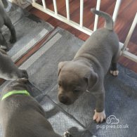 Staffordshire Bull Terrier - Both