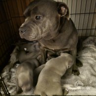 Staffordshire Bull Terrier - Both