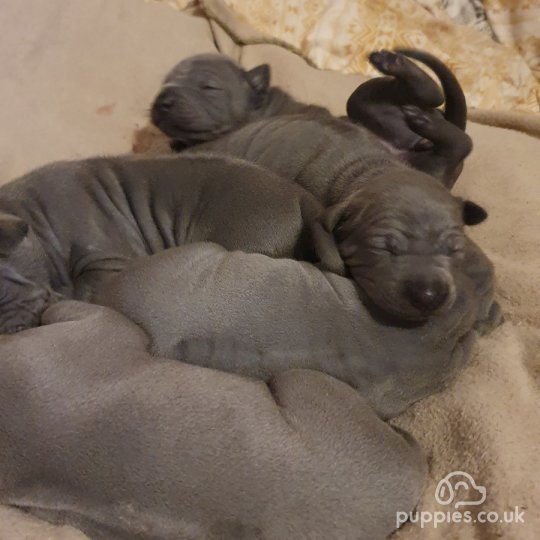 Thai Ridgeback - Both