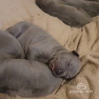 Thai Ridgeback - Both