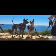 Thai Ridgeback - Both