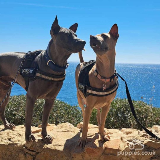 Thai Ridgeback - Both