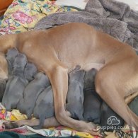 Thai Ridgeback - Both