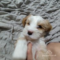 Tibetan Terrier - Dogs