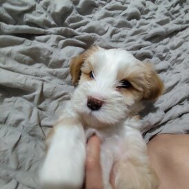 Tibetan Terrier - Dogs