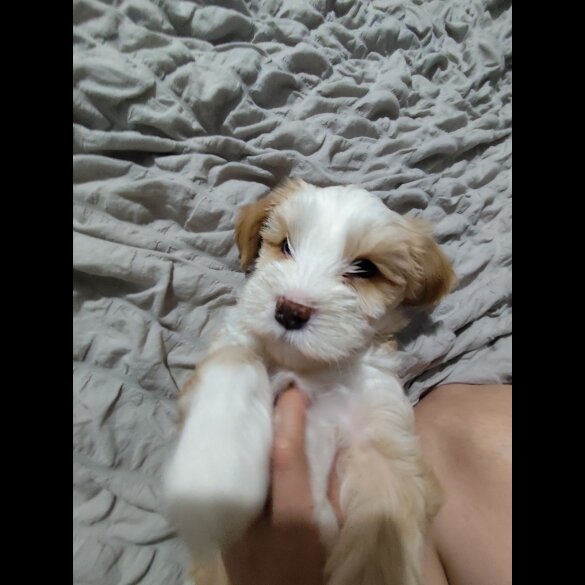 Tibetan Terrier - Dogs