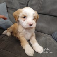 Tibetan Terrier - Dogs