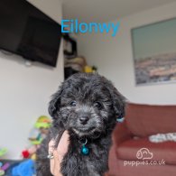 Toy Poodle - Both