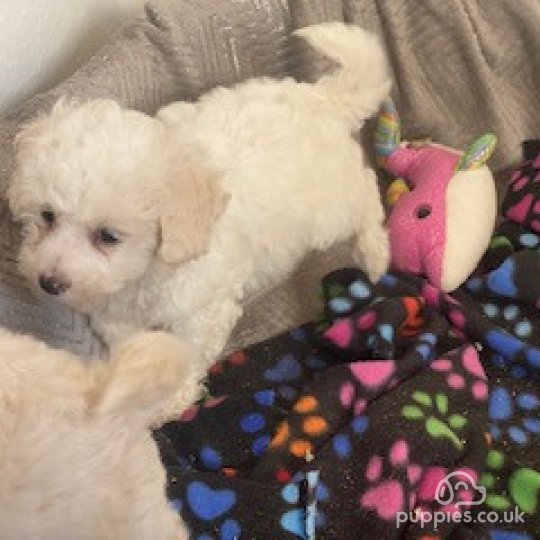 Toy Poodle puppies for Sale in the UK Puppies