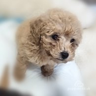 Toy Poodle - Both