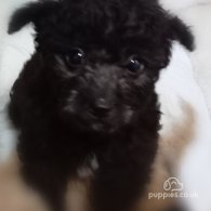 Toy Poodle - Both