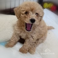 Toy Poodle - Both