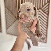 Weimaraner - Both