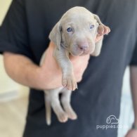 Weimaraner - Both