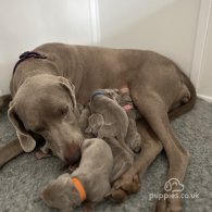 Weimaraner - Both