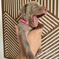 Weimaraner - Both