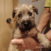 Wheaten Terrier - Both