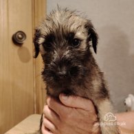 Wheaten Terrier - Both